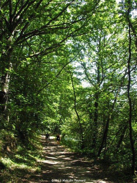 Montagne Noir - a Walk in the Woods