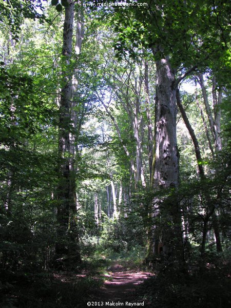 Montagne Noir - a Walk in the Woods