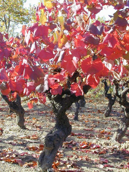 The Last of the Autumn Vines in the Languedoc