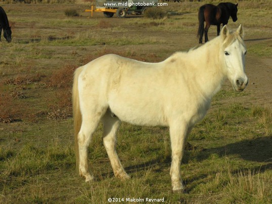 "Ranch Horses" down at Sérignan Plage near Béziers.