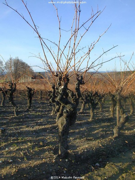 Mid Winter Vines in the Languedoc