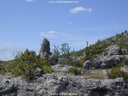 The Roquefort  Adventure 