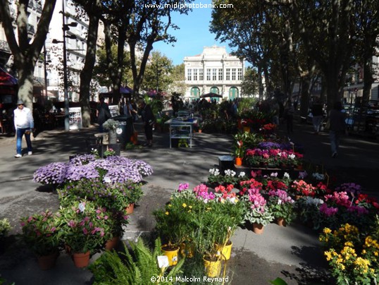 Béziers - Friday Flower Market