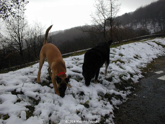 "Festive" Season 2014"