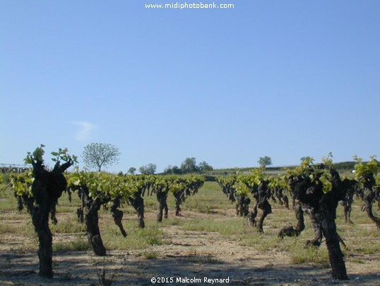 Vines and Wine from the South of France