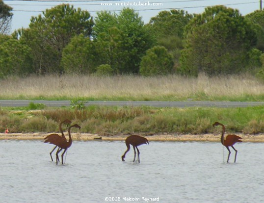 Midi Canal - Étang de Thau
