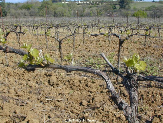 Maraussan Countryside