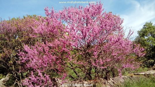 Spingtime near Béziers