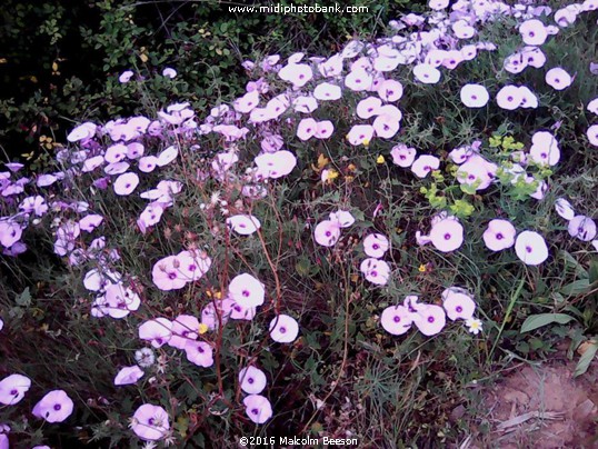 Springtime near Béziers