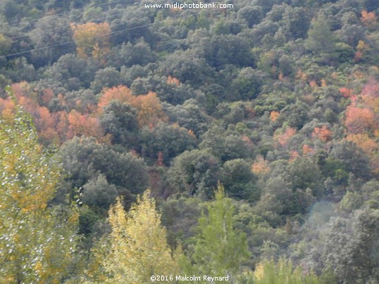 Autumn in the Corbières