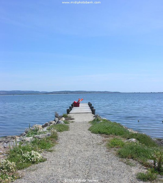 Etang de Bages - Aude