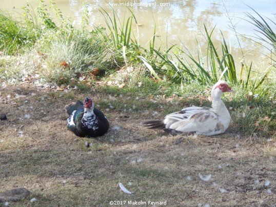 Canal du Midi / Canal du Jonction