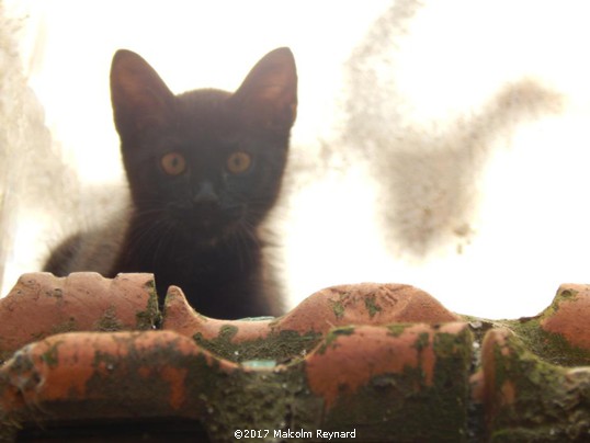 Cat on a hot tin  roof