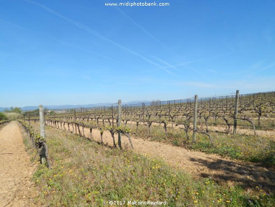 The First of the Summer Wine