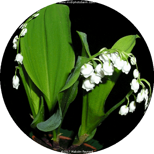 Mayday Muguet ......