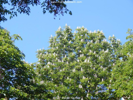 The Last of the Sring Blossem ......