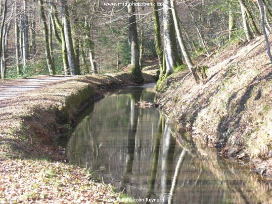 Canal du Midi -  Midwinter