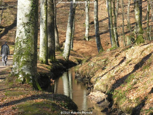 Canal du Midi -  Midwinter