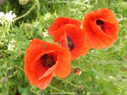 Poppies ........