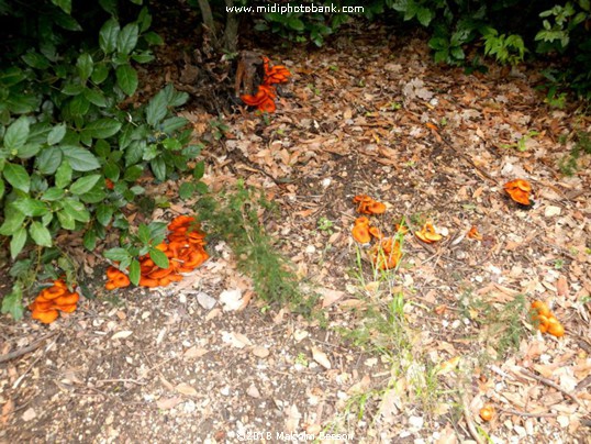 Autumn Fungi in a park in Béziers