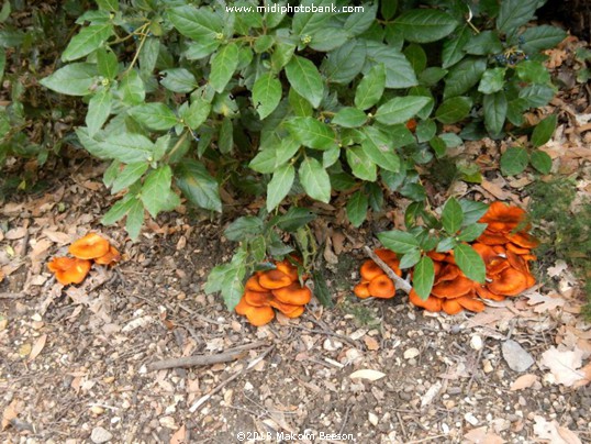 Autumn Fungi in a park in Béziers