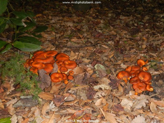 Autumn Fungi in a park in Béziers