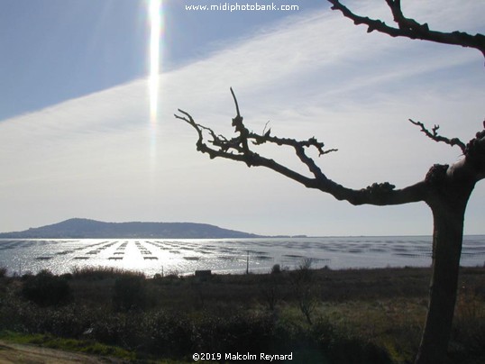 Midicanal - l'Etang de Thau