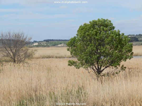The "Temple of Venus" & l'Etang du Vendres