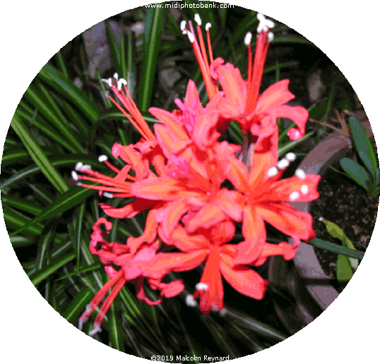 May Day - "Muguet Day"