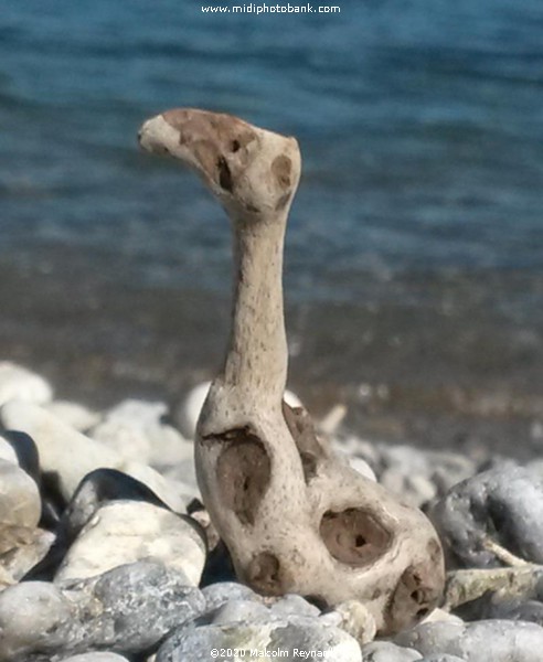 The Mediteranean Occaroon