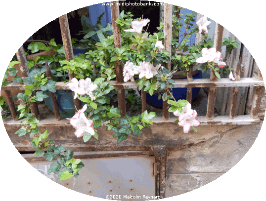 Spring Flowers ....... 