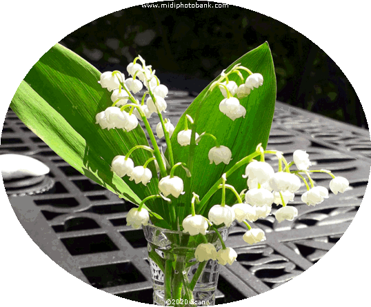 The Tradional Mayday "Muguet"