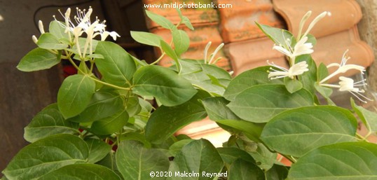 Not a Wildflower in the hedgerow .......