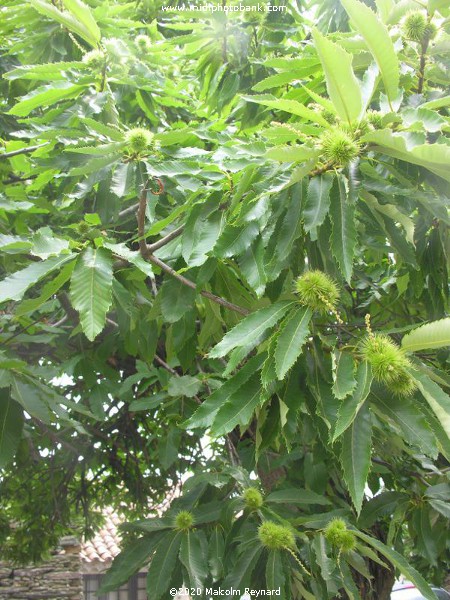 The tiny Village of "Combes", in the mountains of the "Haut Languedoc Regional Park"