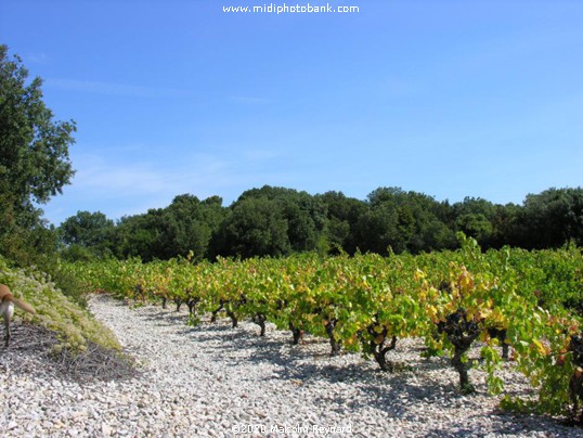 The Minervois Hills.....