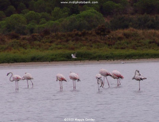 Aude - Peyriac-de-Mer