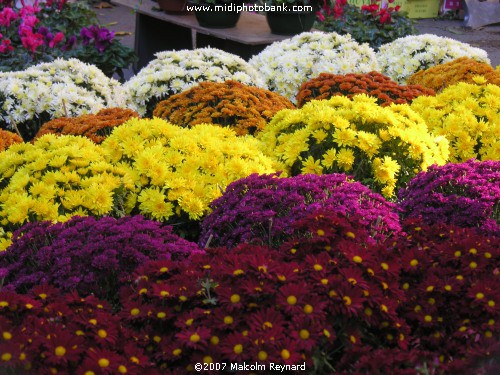 Tousaint - All Hallows (Souls) Day