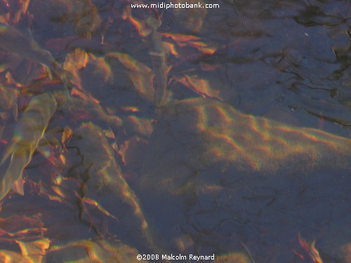 Montagne Noire - Canal du Midi