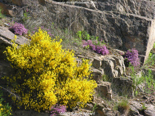 AVEYRON - Le Ségala
