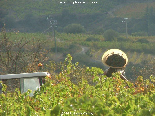 Vendanges in the Corbières