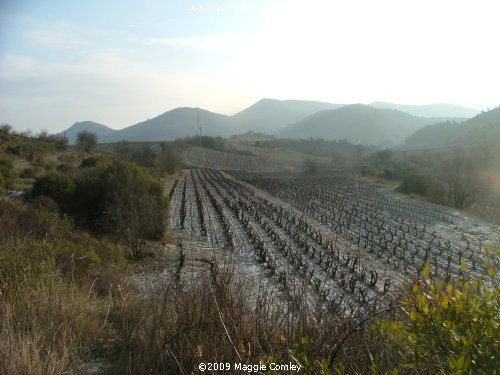 "A Walk on the Wild Side" - in the Corbières