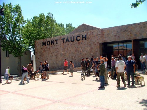 Tuchan for La Fête de la Chasse