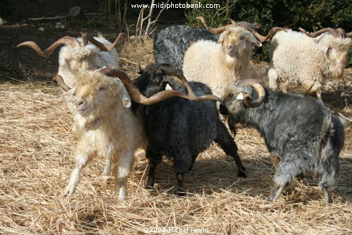 Walking in the Corbières