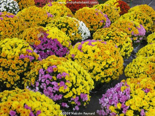 Toussaint - All Saint Day