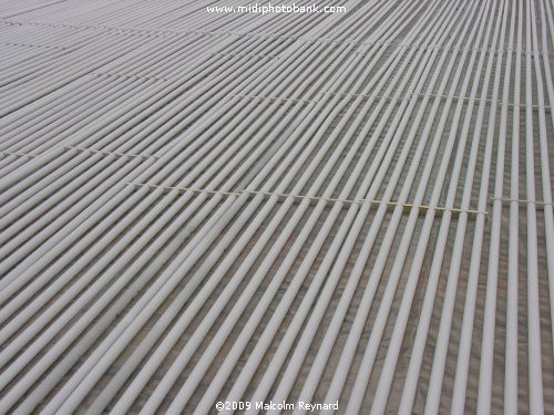 Who's thinking of a "White Christmas"