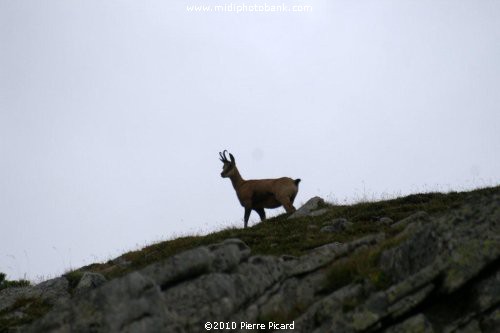 Le plateau de l'Aubrac