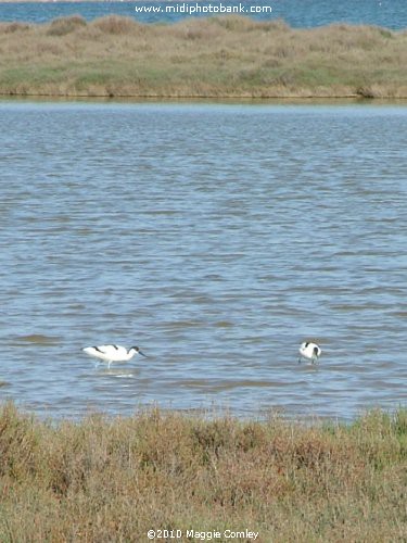 The Coastal "Etangs" - a Paradise for Wild Birds