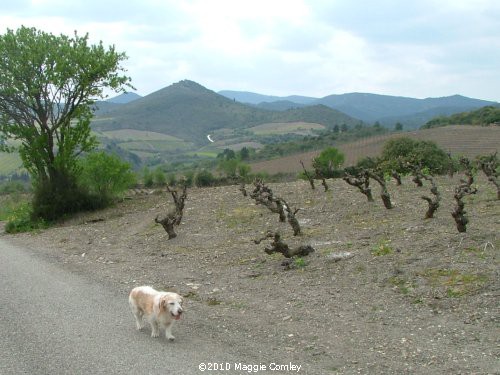 Corbières in the Spring