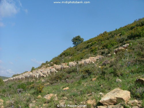 "La Fête des Moutons" at Albas in the Corbières