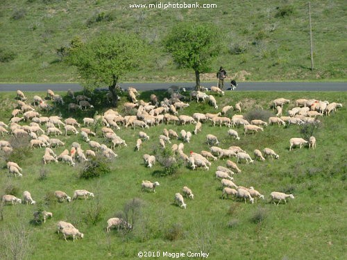 "La Fête des Moutons" at Albas in the Corbières